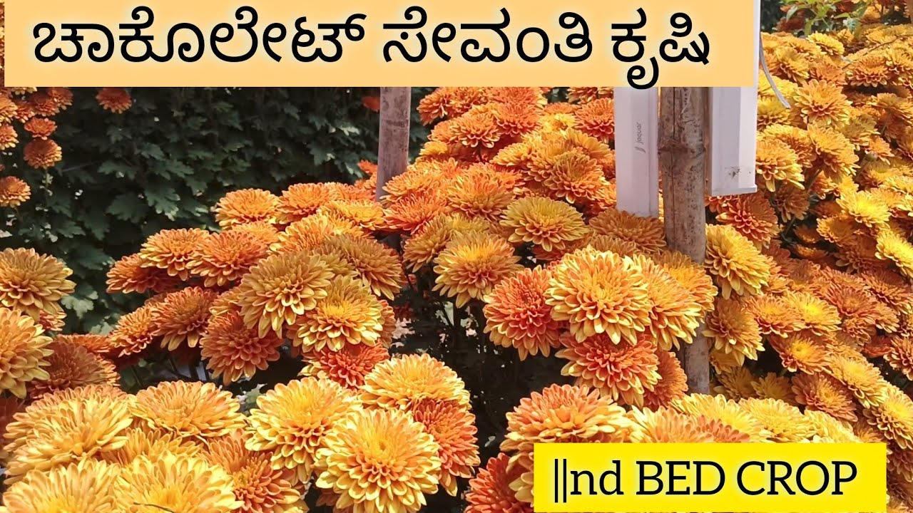 ಎಕರೆಗೆ 4 ಟನ್ ಕನಿಷ್ಠ  ಇಳುವರಿ ,ಕಡಿಮೆ ಹೂಡಿಕೆಯಲ್ಲಿ ಸೇವಂತಿಯನ್ನು ಬೆಳೆಸಿ .
