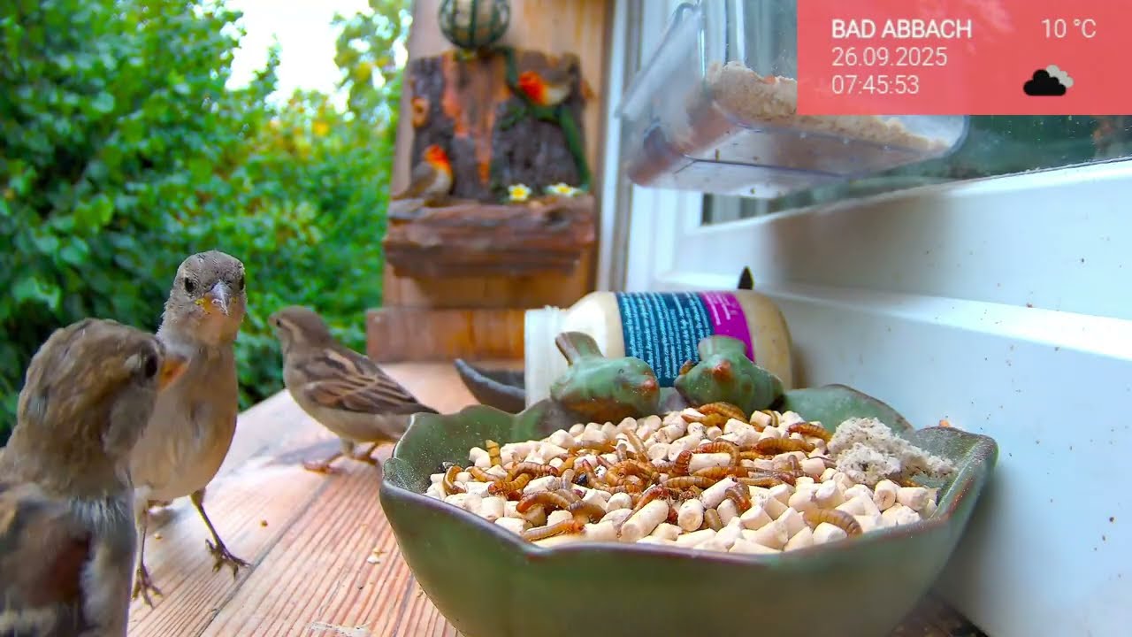 26.09. Vögel live am Futterplatz 🐦 Fensterbrettkamera zeigt Natur pur