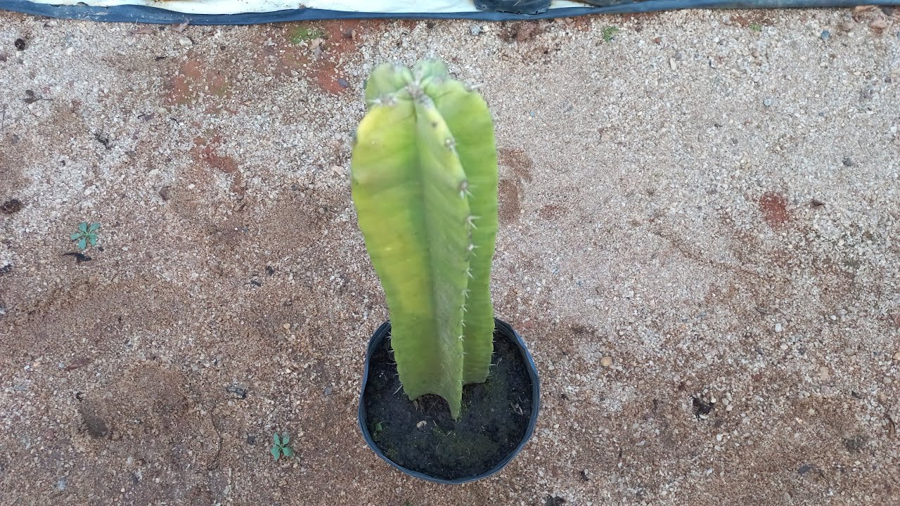 cactos que não sai galho oque fazer