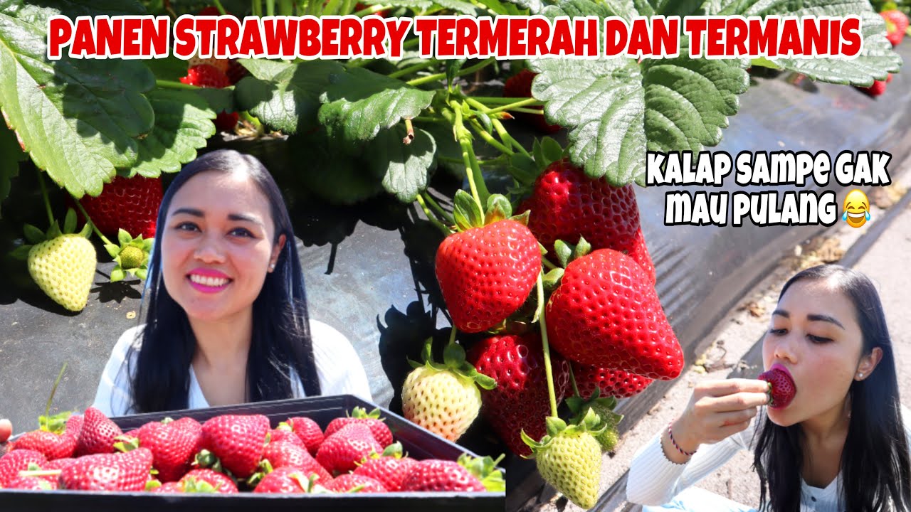 PANEN STRAWBERRY TERMERAH & TERMANIS DI AUSTRALIA SEPUASNYA SAMPAI KALAP