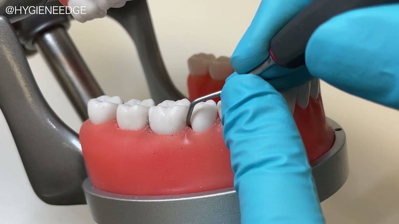 Acadental ModuPRO DH Typodont