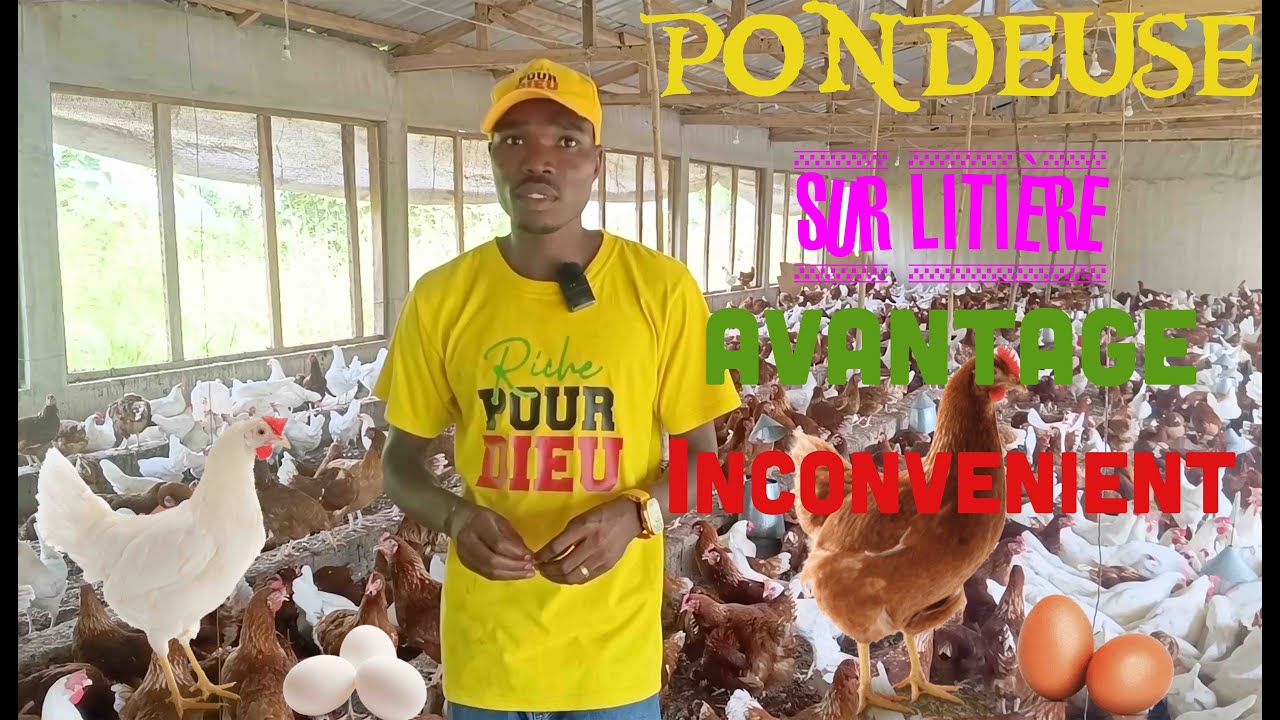 Élevage de poule pondeuses sur litière: Avantages et inconvénients
