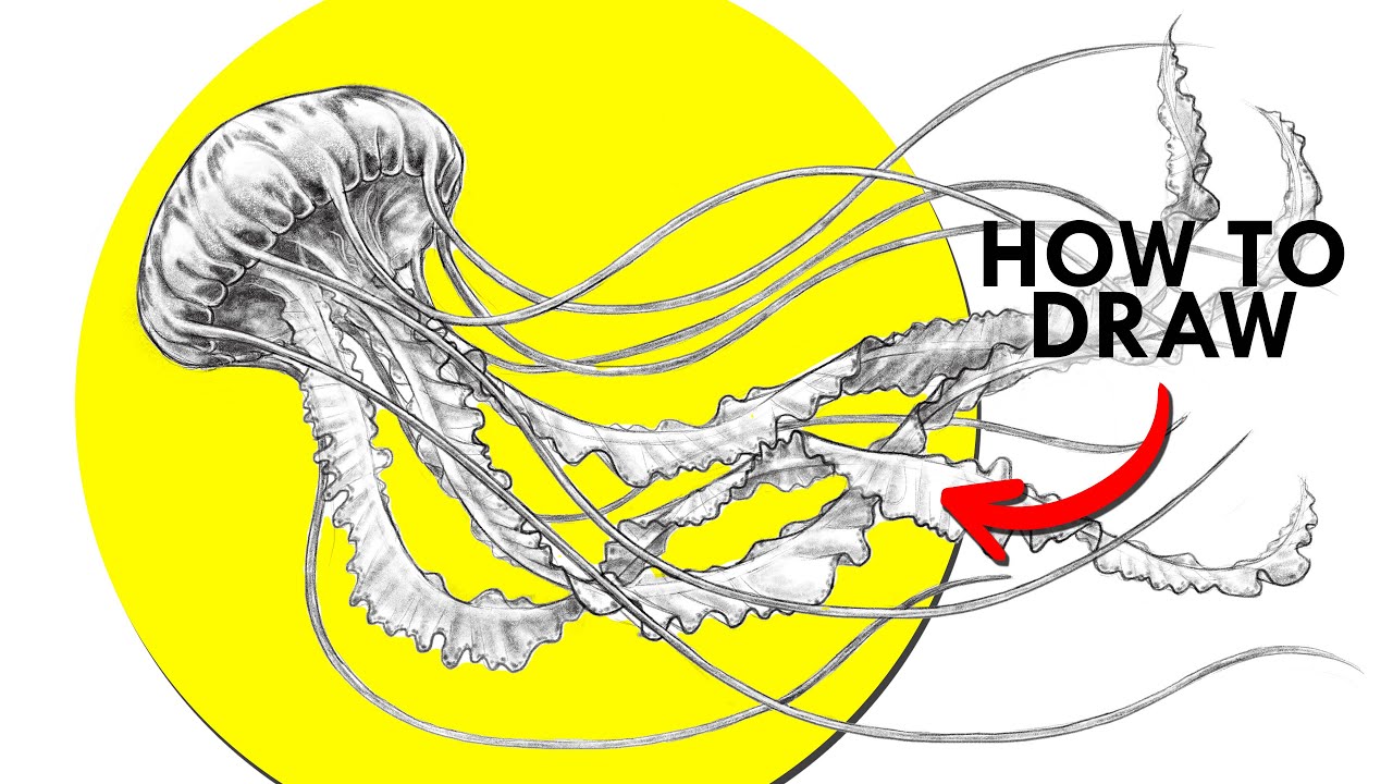 How To Draw A Sea Jelly