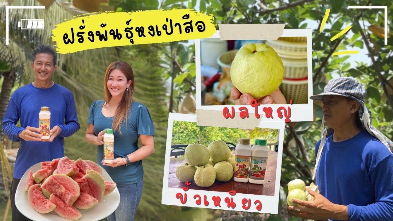 ฝรั่งพันธุ์หงเป่าสือ ปลูกยากราคาดี ทำยังไงให้ติดผลดี