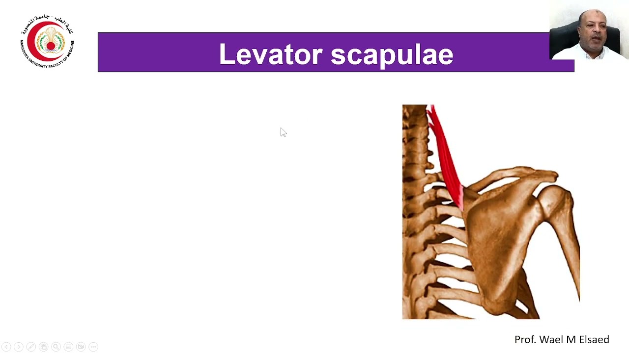 Anatomy of the Back, pectoral & shoulder regions
