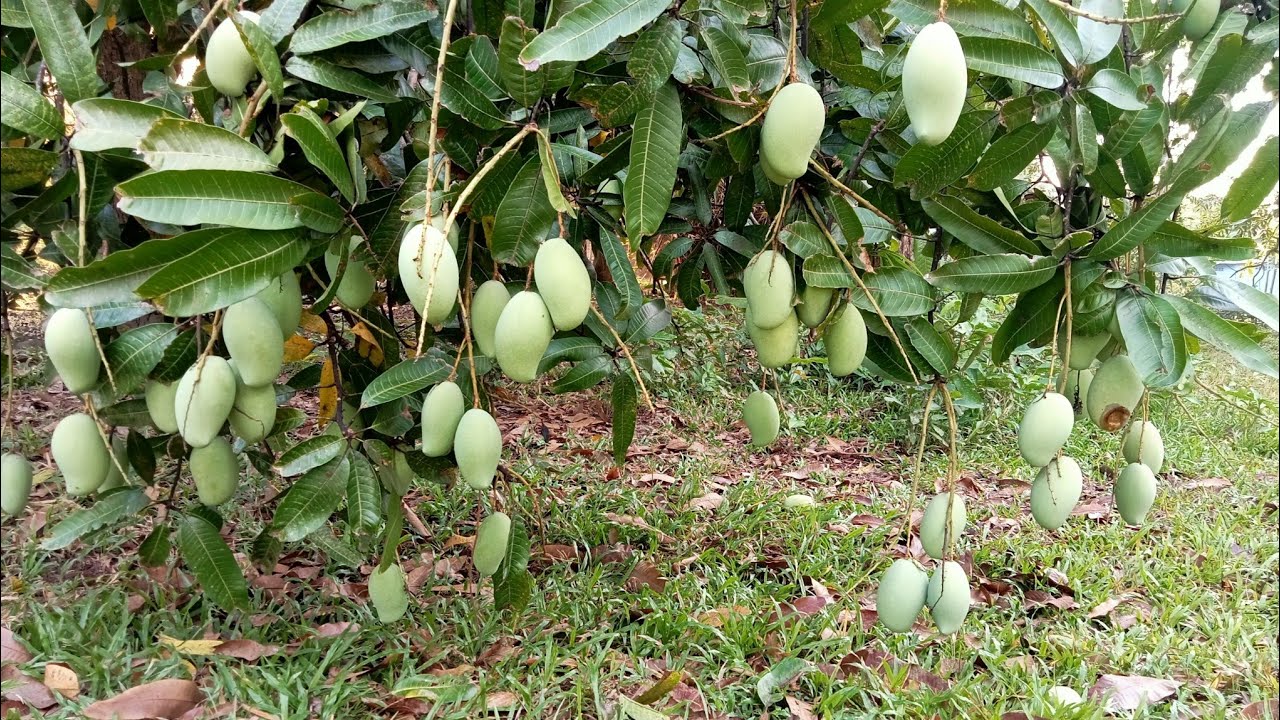 Mango season has arrived and my mangoes are almost to the ground.#youtube #viralvideo