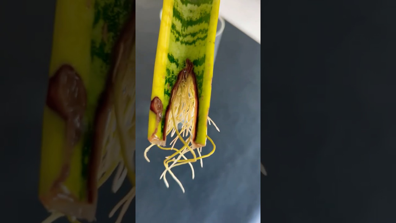#Sansevieria El secreto definitivo para enraizar y reproducir la Lengua de Suegra‼️