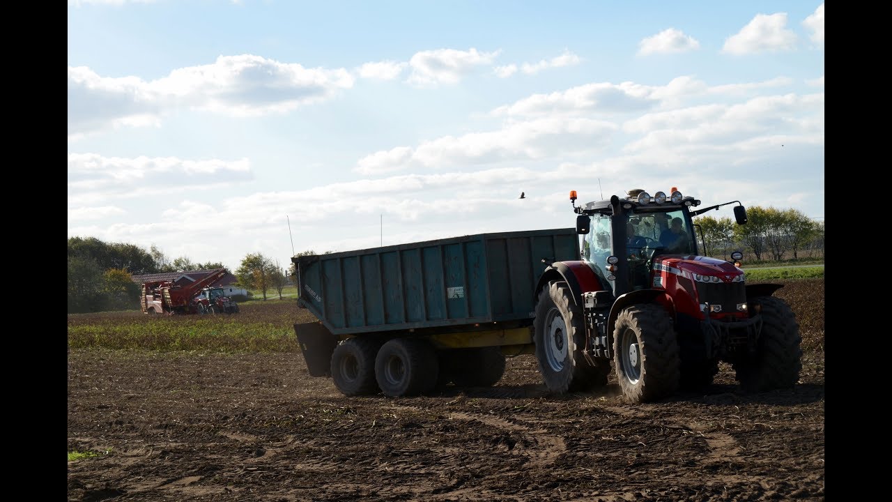 kartoffeloptagning 2018|Grimme SV 260|Massey Ferguson|Gamst Maskinstation