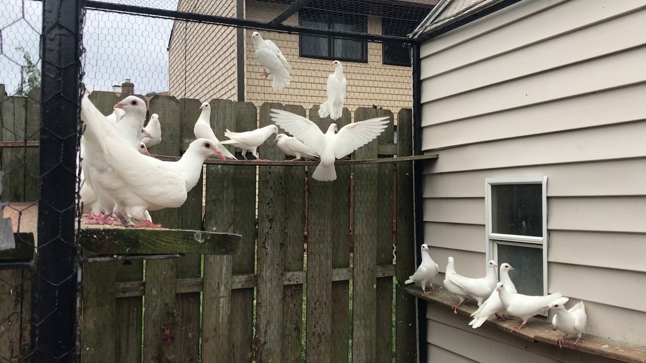 WHITE HOMER PIGEONS!!!!