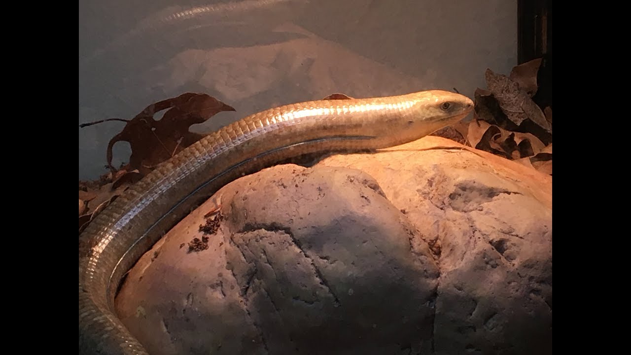 Giant European Legless Lizard Care