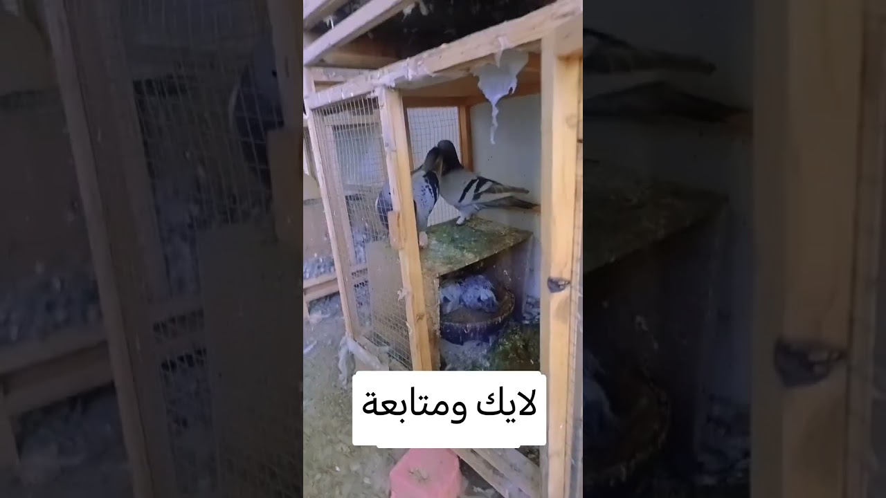 كمل الفديو للاخير