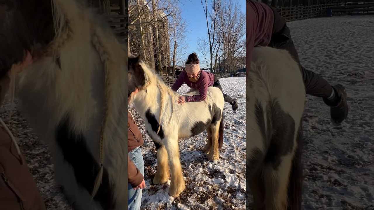 Der ist erst 3 1/2 😳 wird er unreitbar😳 #reisegruppeunbeliebt #comedy #boji #horse