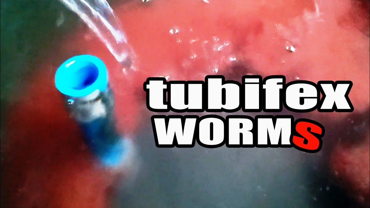 NEW TECHNIQUE IN MAINTAINING TUBIFEX WORM REVEALED! (English Subtitle)