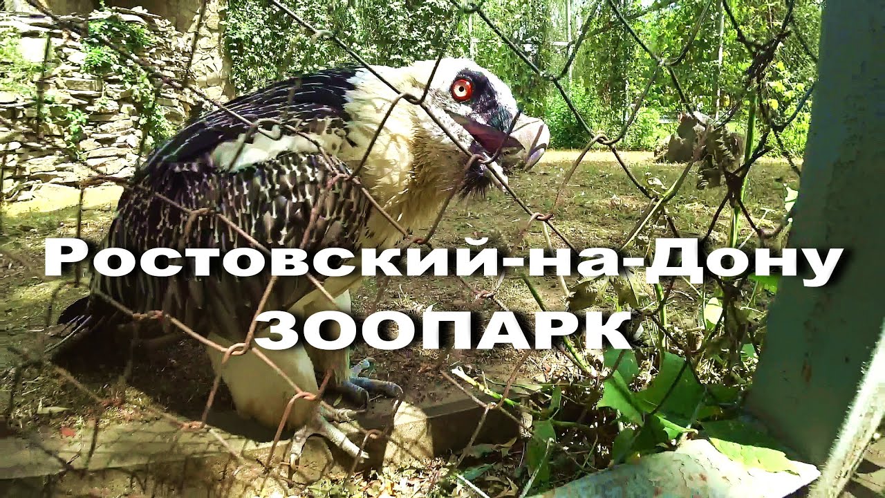 Ростов-на-Дону. ЗООПАРК ☼ ЛЕТО 2021 ..
