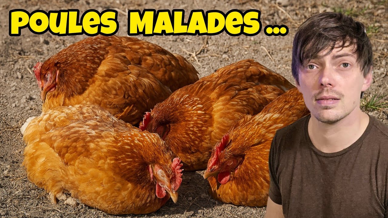 Mes poules sont très MALADES.. et je règle définitivement le problème de RENARD #reolink