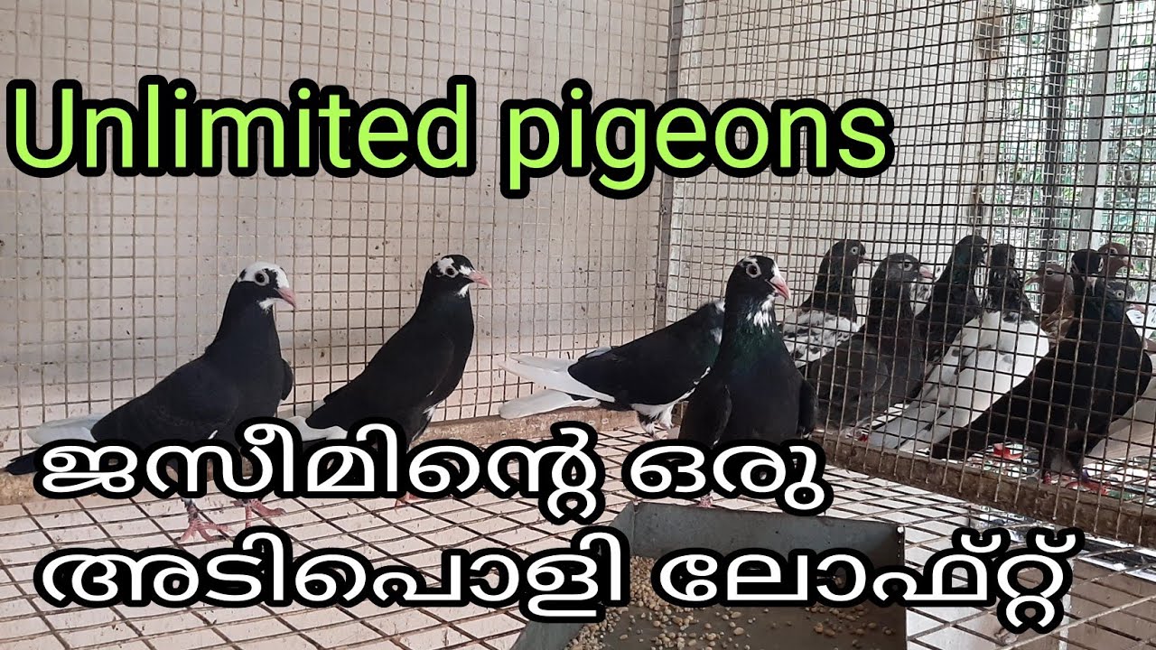 unlimited pigeons collection in kerala/ അൺലിമിറ്റട് പറവകളുടെ ഒരു കിടിലൻ ലോഫ്റ്റ്/ Dr Jaseem loft