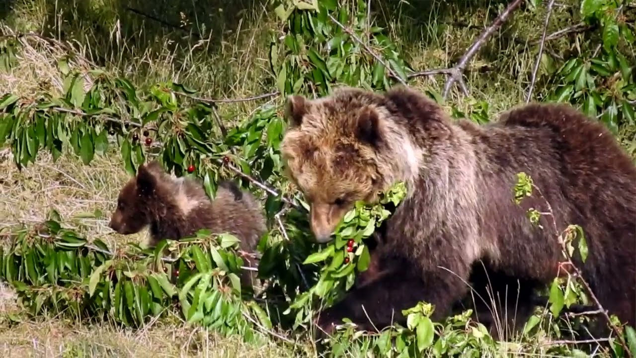 Orsa Amarena e cuccioli - Villalago (AQ)
