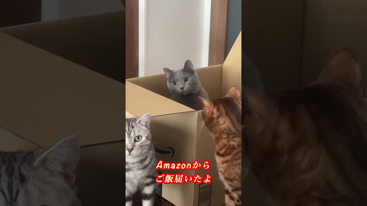 Amazonからのお届けで猫たちはテンション上がる