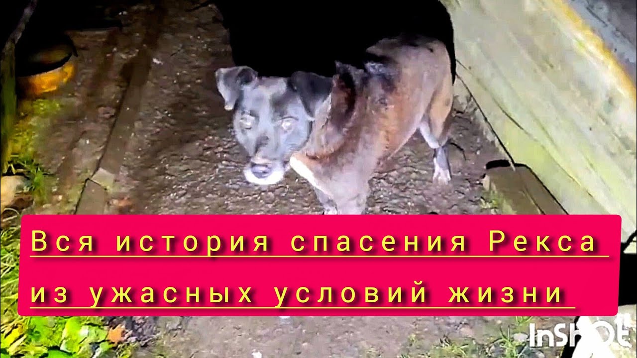 Спасение Рекса от безысходности, полная версия улучшений его жизни. Пусть будет примером многим! 