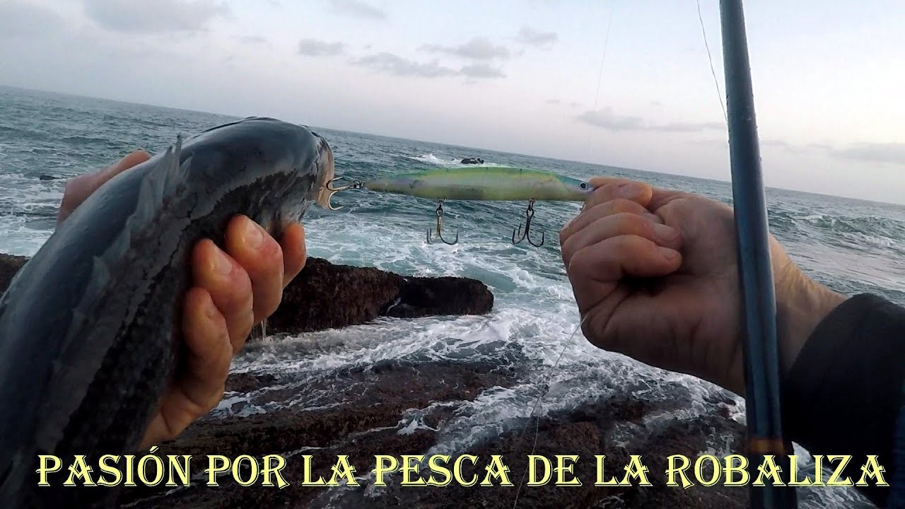 Pasión por la pesca de la robaliza