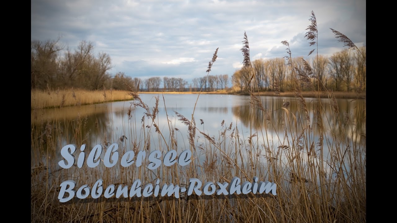 Silbersee, Bobenheim-Roxheim