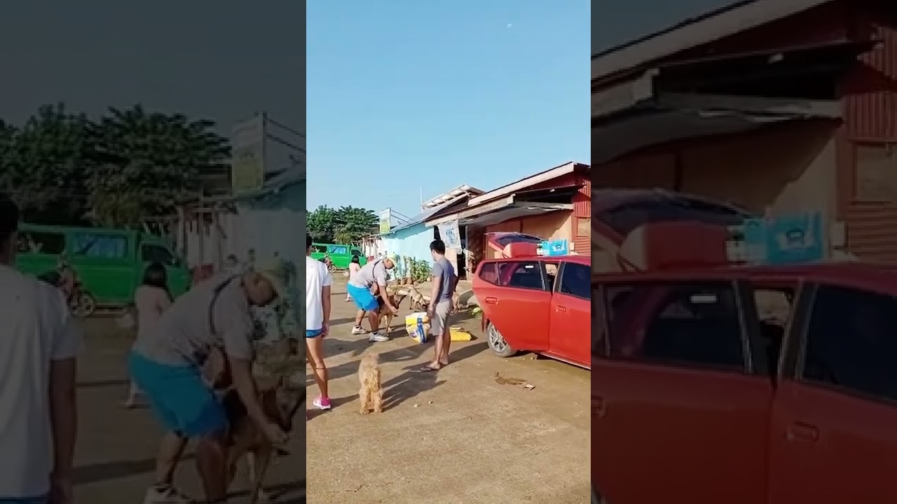 First Community Dog Walk |Makilala Dog Lover's Community (MDLC)