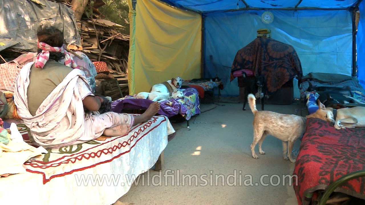 Pratima Devi's Dog Shelter post demolition by Municipal Corp. of Delhi