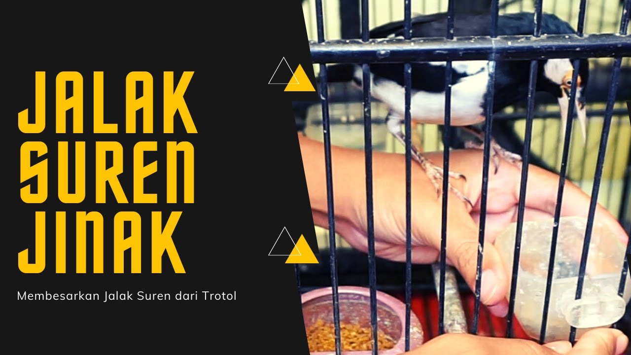 JALAK SUREN sudah JINAK bisa diajak MAINAN