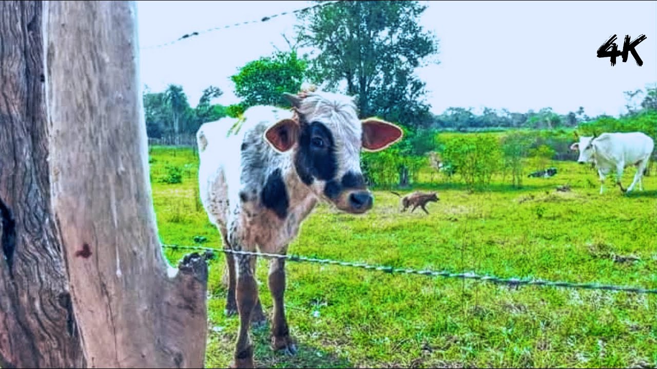 cooking chicken in the coutryside on a beautiful day with the cows 4k