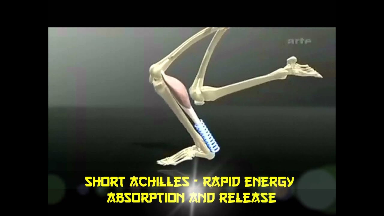 Achilles Tendon Length and Jumping: Holm vs. Thomas