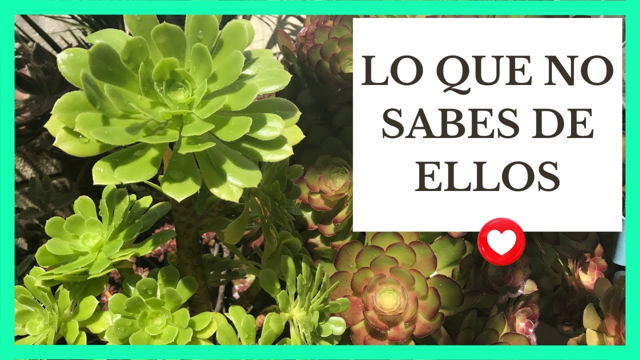 ❤️ CÓMO CUIDO A MIS AEONIUM ❤️
