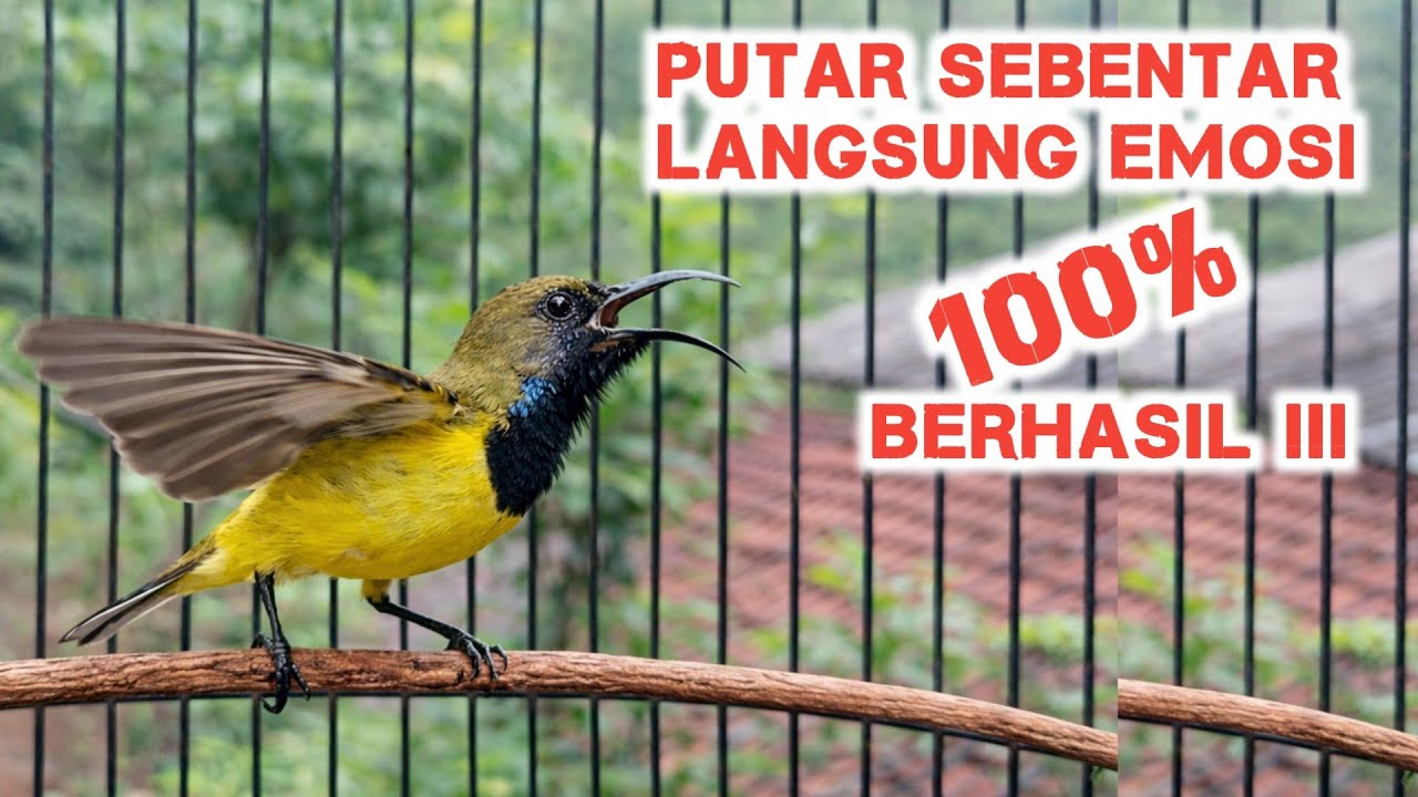 Pancingan Sogon Agar Bunyi Langsung Emosi Nembak Sambil Ngleper