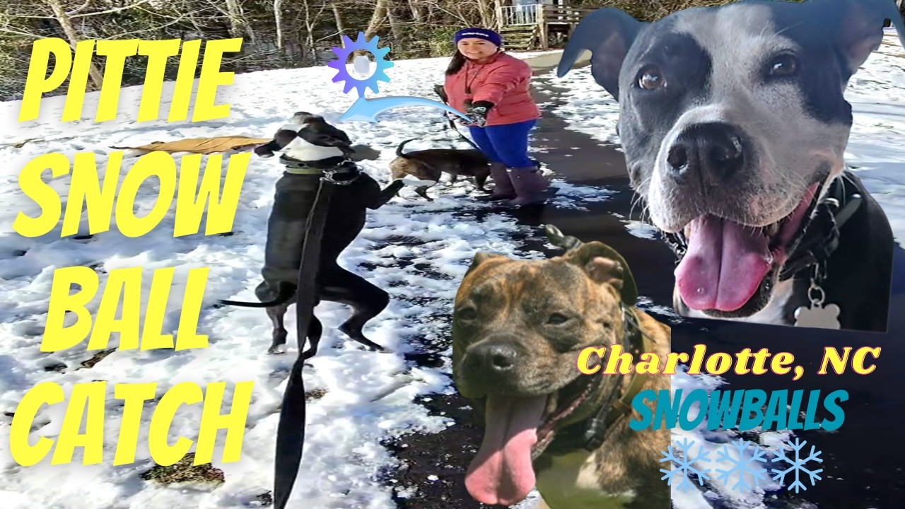 Quick Dog Walk in the New Snow | Family Fitness