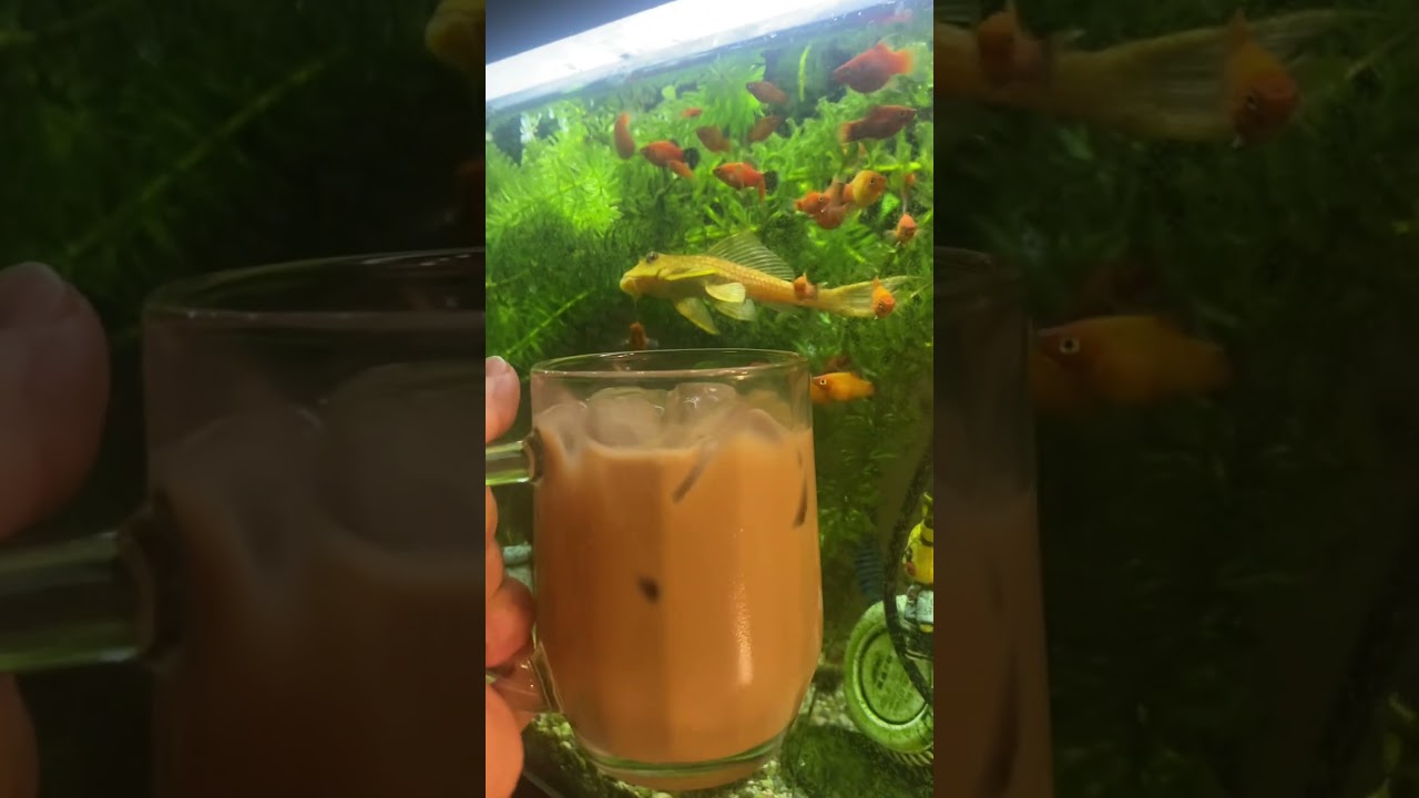 Trà sữa nhà nấu nhưng không phải sen