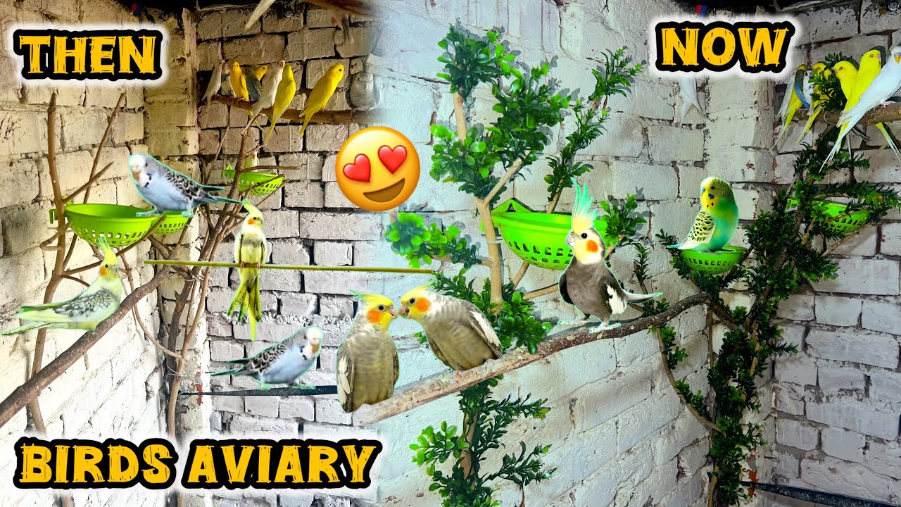 Bird Aviary Ko Beautiful Plants Se Transform Kar Diya || Parrots Ke Liye Natural Jungle Bana Diya
