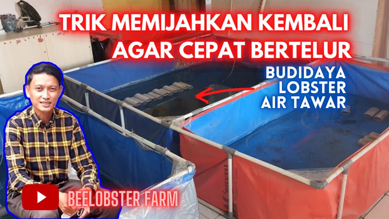 CARA MEMIJAHKAN INDUKAN LOBSTER AIR TAWAR YANG SUDAH LAMA BELUM BERTELUR