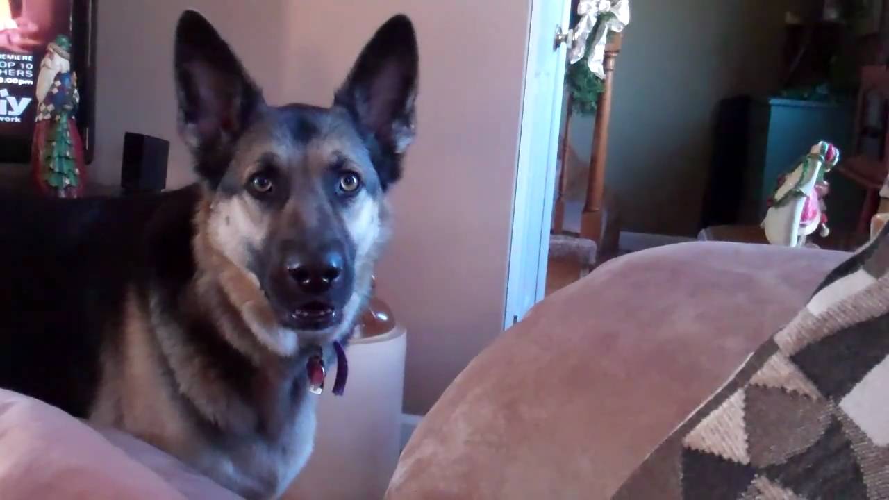Talking German Shepherd Wants To Lick The Icing