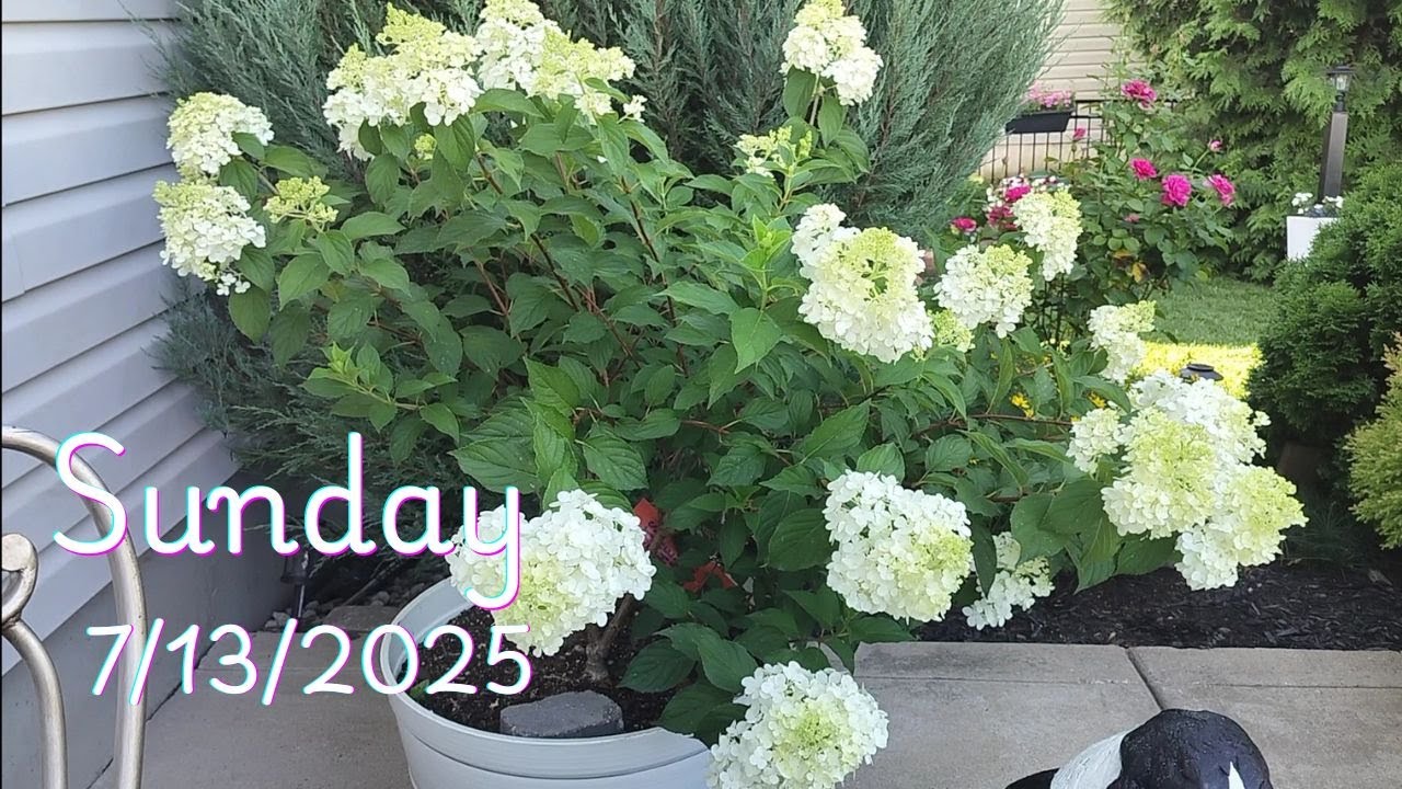 Sunday Morning Garden Stroll 7/13/2025🌿🌹 Week 12