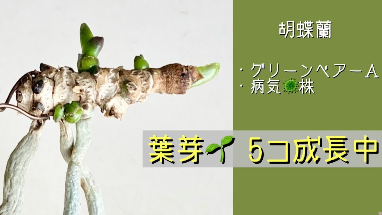 2026年2月1日　胡蝶蘭　5cmほどの茎から5コの葉芽🌱が成長中　葉がない《グリーンベアー》　メネデール入りの小袋　