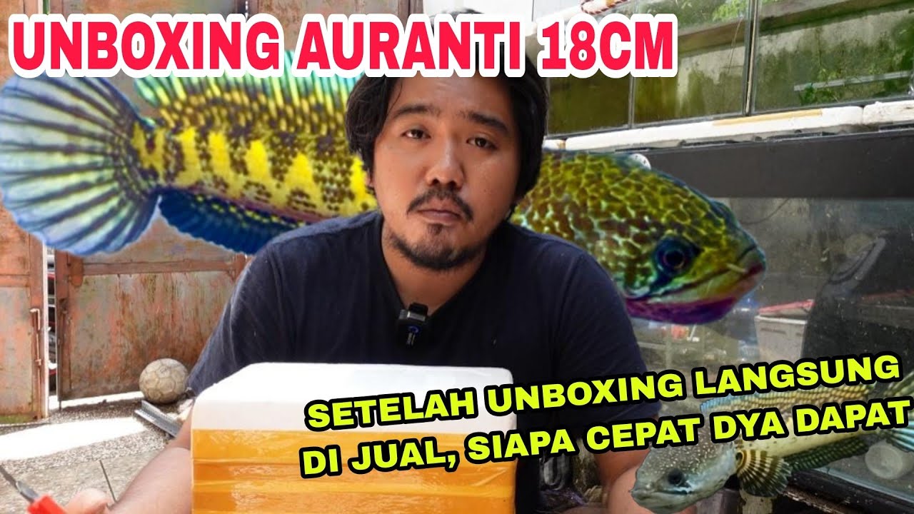 UNBOXING AURANTI 18CM BELI 900RIBU‼️