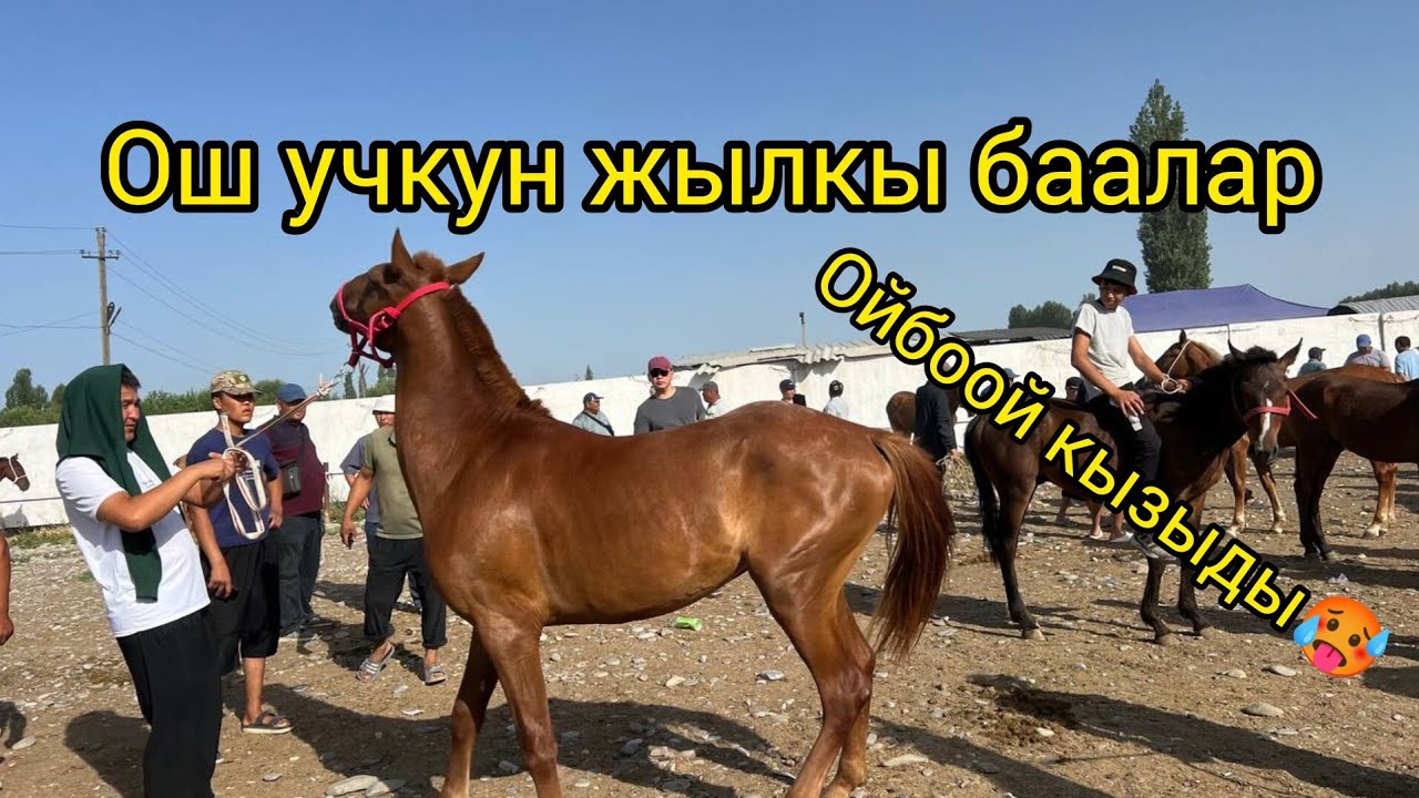 📍 Ош – Учкун жылкы базары🐎 Жылкыга кызыгуу күчөдү! Баалар – ойбоой кызыды! 29 июнь 2025 ж
