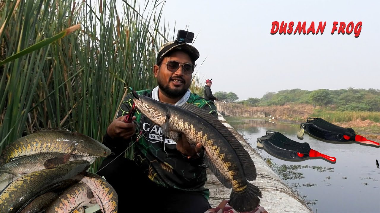 हर कास्टिंग में अटैक - Snakehead fish Hattrick attack | KAAL FISHER