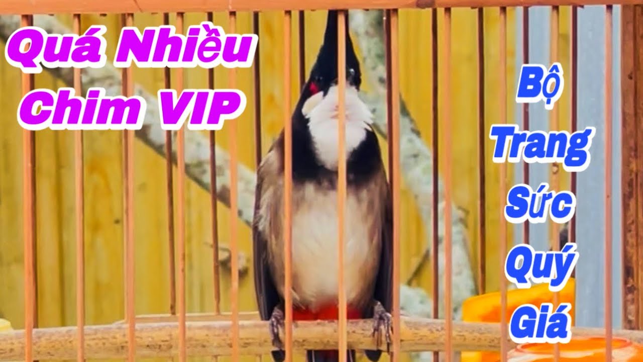 DÀN CHIM TRONG MƠ | KIỆT TÁC THIÊN NHIÊN BAN TẶNG | MÁY ĐÁNH TỐC ĐỘ LẬT XOÈ BỔI KHỦNG LONG NHẬP ĐỘI