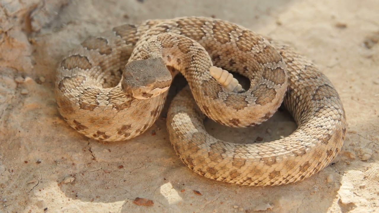 Top 20 :America's Deadliest Creatures