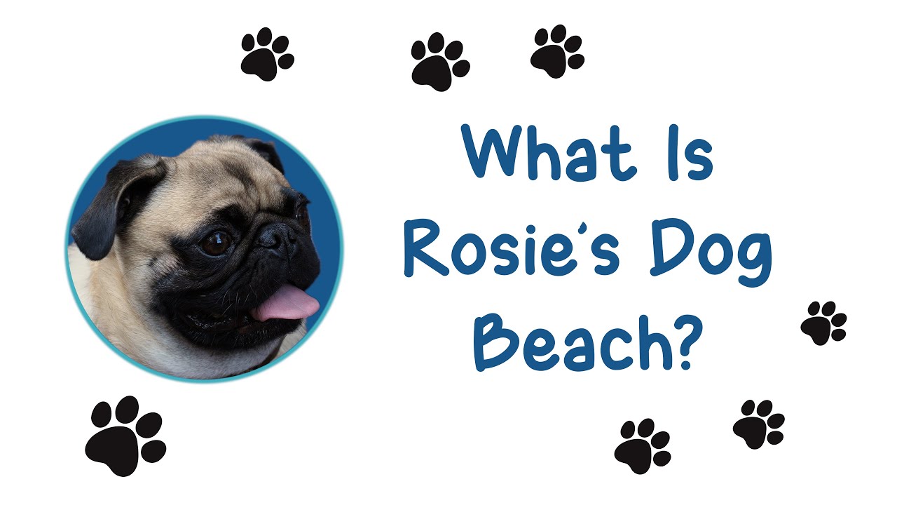 LB Pets: What Is Rosie’s Dog Beach?