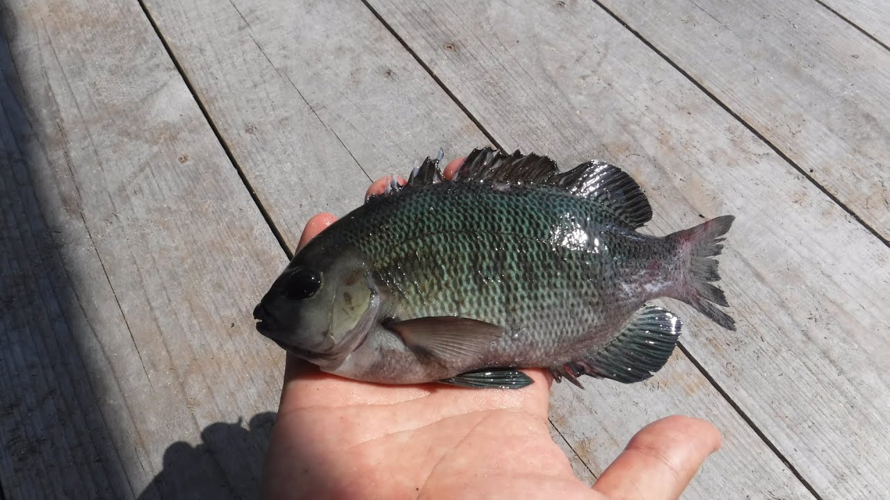 20cmのメジナを泳がせてみると・・・