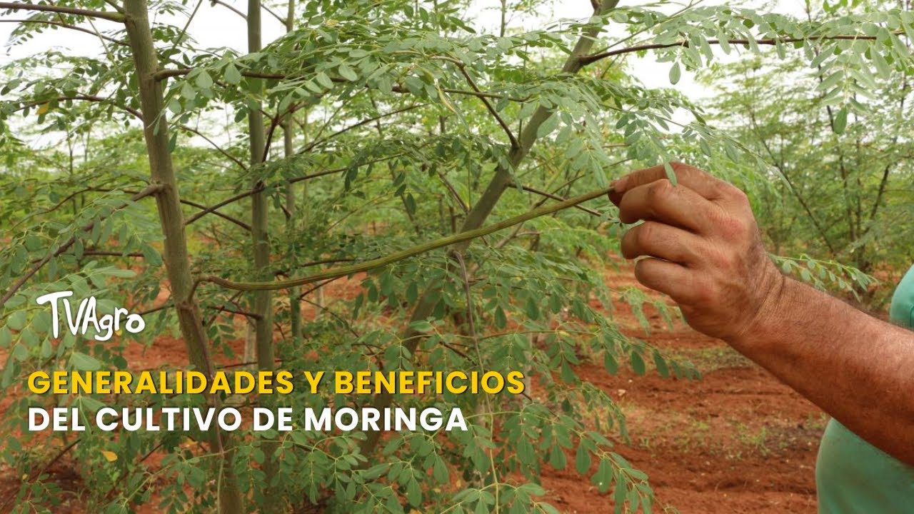 GENERALIDADES Y BENEFICIOS DEL CULTIVO DE MORINGA - TvAgro por Juan Gonzalo Angel