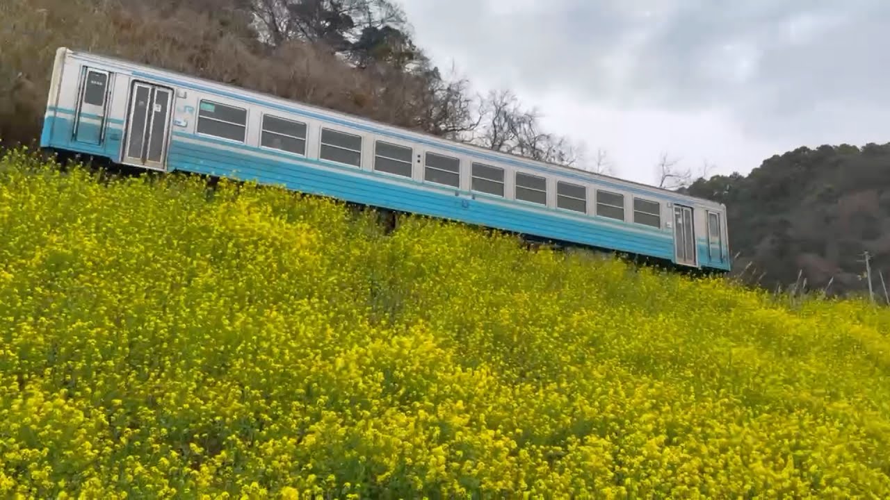 2026/03/06　超超超超超超超撮り頃です！　閏住の菜の花畑　その10　〜愛媛県伊予市〜