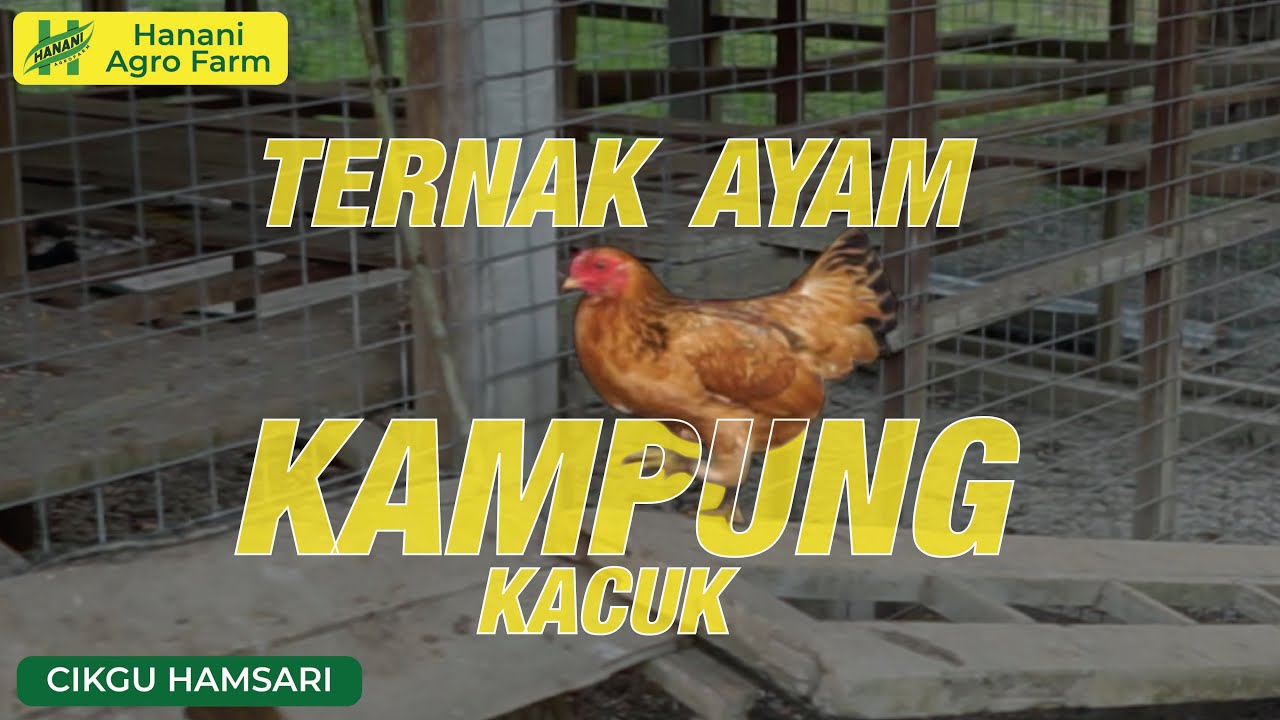 Ayam kampung kacuk | Hanani Agro Farm