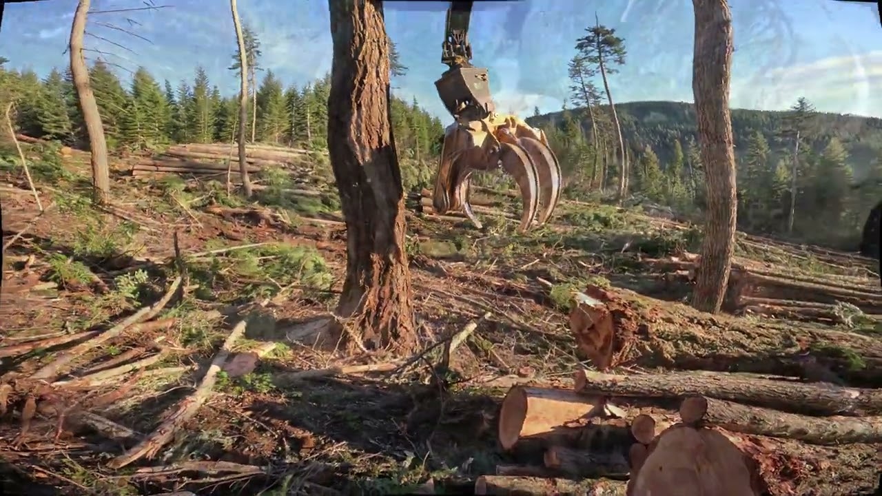 New Job! Big trees and long swinging.
